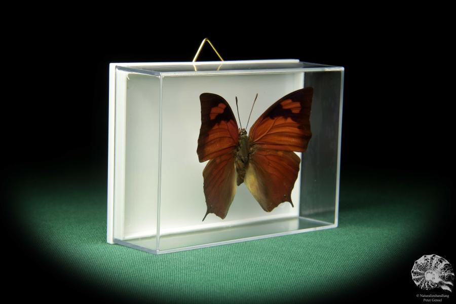 Anaea chrysophana tehuana (18731) a butterfly from North America | Taxidermy | Butterflies