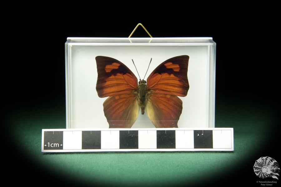 Anaea chrysophana tehuana (18731) a butterfly from North America | Taxidermy | Butterflies