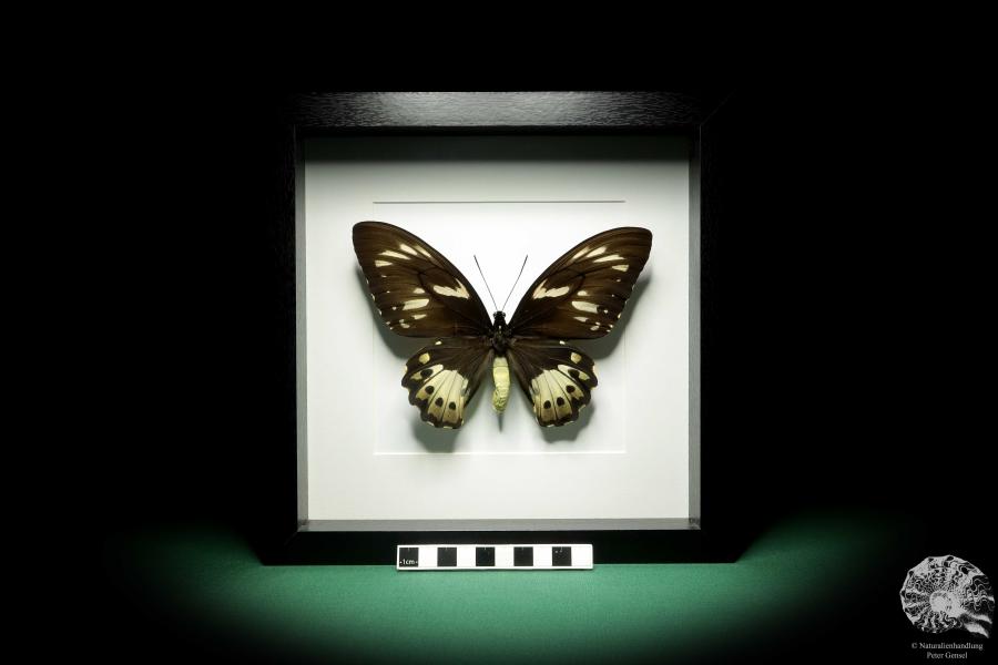 Ornithoptera priamus poseidon ein Schmetterling