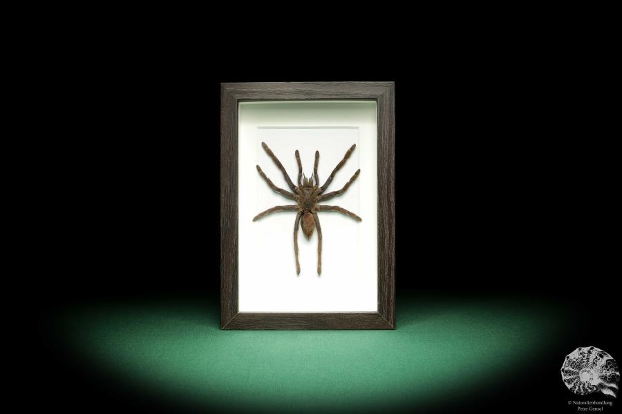 Citharacanthus spinicrus (18767) a arachnid from Caribbean | Taxidermy | Spiders & Scorpions