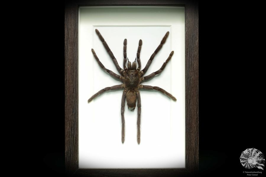 Citharacanthus spinicrus (18768) a arachnid from Caribbean | Taxidermy | Spiders & Scorpions