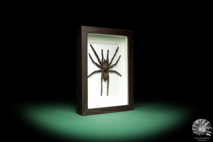 Citharacanthus spinicrus (18768) a arachnid from Caribbean | Taxidermy | Spiders & Scorpions