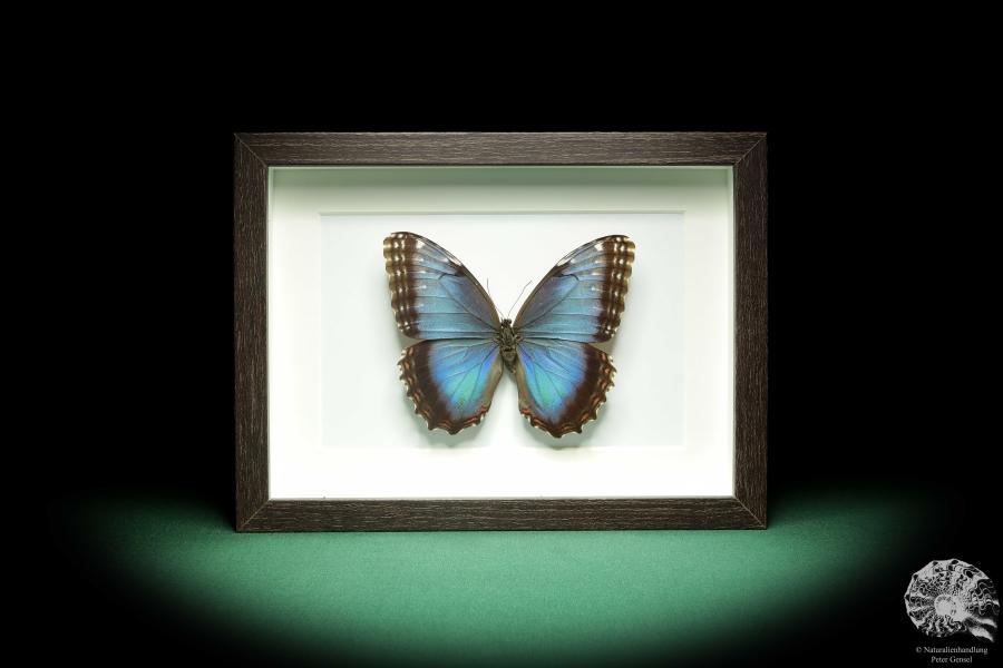 Morpho helenor (18771) a butterfly from Costa Rica | Taxidermy | Butterflies