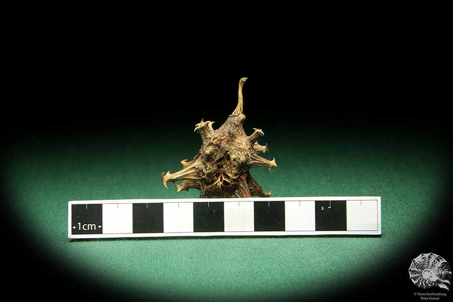 Harpagophytum procumbens (18815) a dried fruit from South Africa | Dried fruit