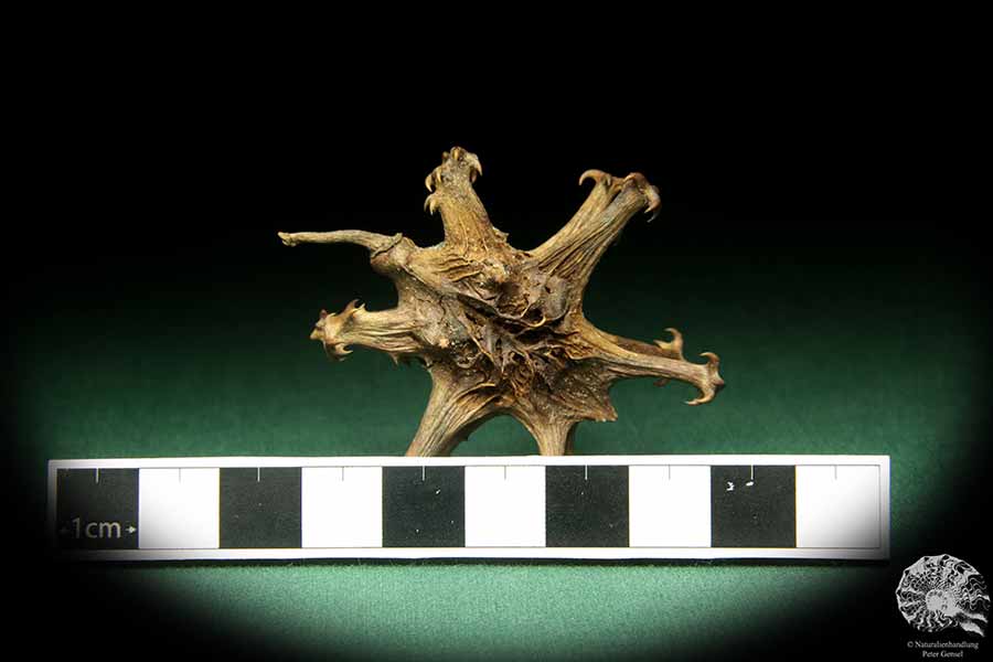 Harpagophytum procumbens (18845) a dried fruit from South Africa | Dried fruit