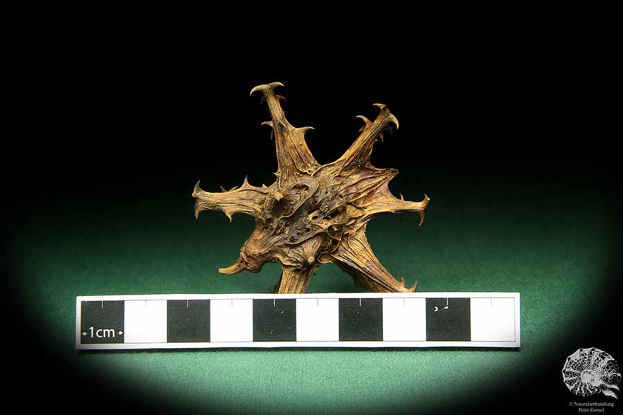 Harpagophytum procumbens (18856) a dried fruit from South Africa | Dried fruit