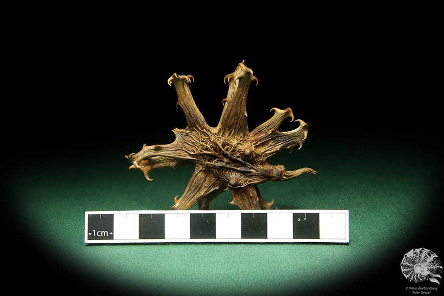 Harpagophytum procumbens (18865) a dried fruit from South Africa | Dried fruit