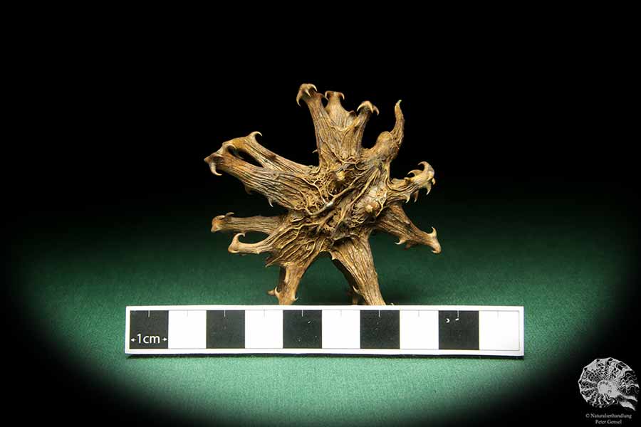 Harpagophytum procumbens (18873) a dried fruit from South Africa | Dried fruit