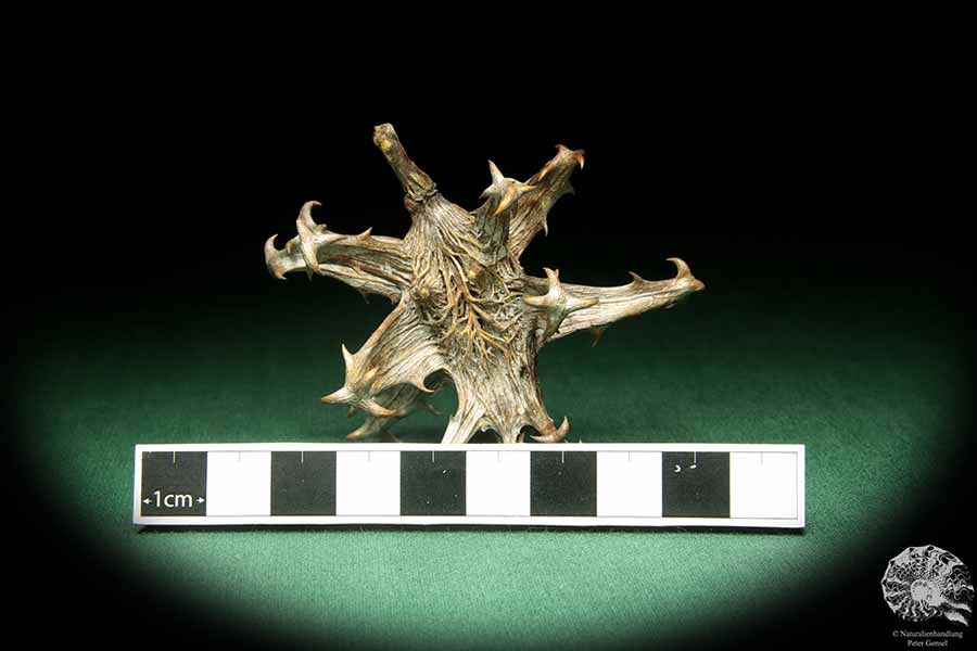 Harpagophytum procumbens (18878) a dried fruit from South Africa | Dried fruit