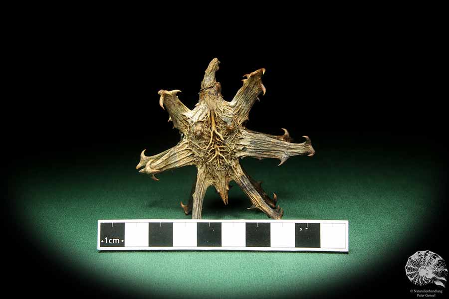 Harpagophytum procumbens (18912) a dried fruit from South Africa | Dried fruit