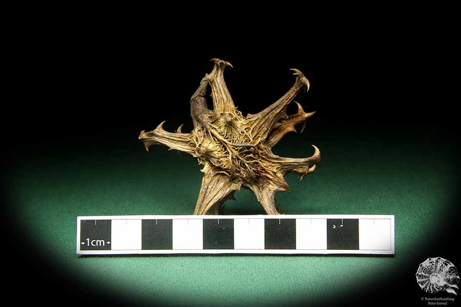 Harpagophytum procumbens (18919) a dried fruit from South Africa | Dried fruit