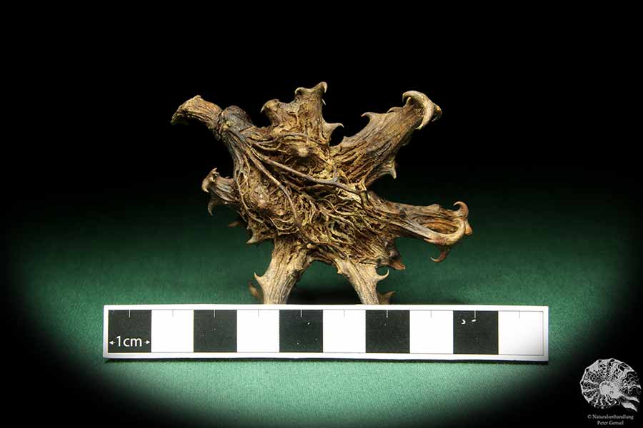 Harpagophytum procumbens (18921) a dried fruit from South Africa | Dried fruit