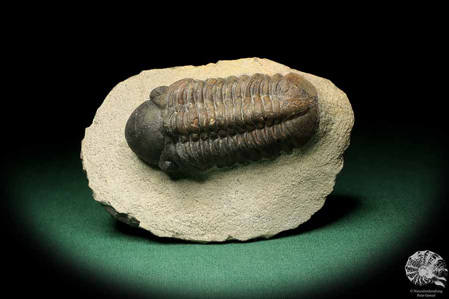 Reedops cephalotes hamlagdadianus (18937) a trilobite from Morocco | Fossils | Trilobites