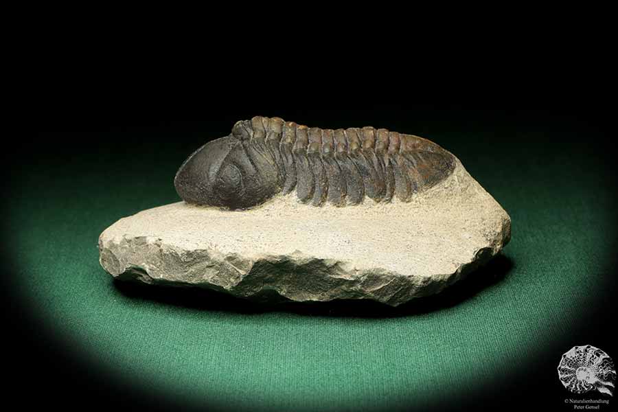 Reedops cephalotes hamlagdadianus (18937) ein Trilobit aus Marokko | Fossilien | Trilobiten