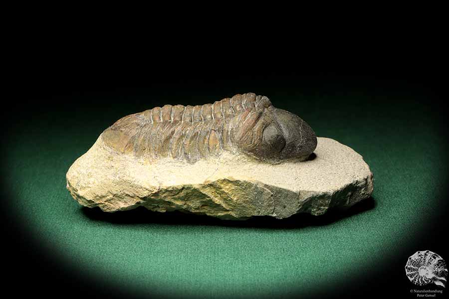 Reedops cephalotes hamlagdadianus (18937) a trilobite from Morocco | Fossils | Trilobites