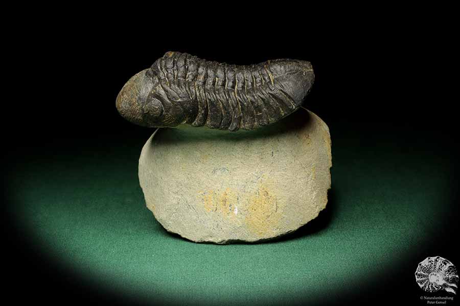 Reedops cephalotes hamlagdadianus (18938) ein Trilobit aus Marokko | Fossilien | Trilobiten