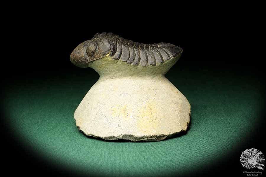 Reedops cephalotes hamlagdadianus (18938) ein Trilobit aus Marokko | Fossilien | Trilobiten