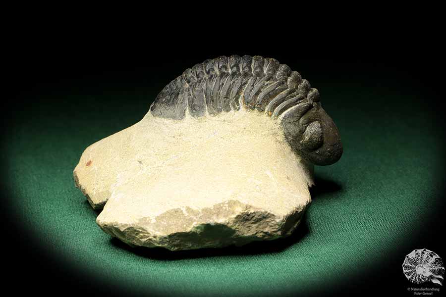 Reedops cephalotes hamlagdadianus (18939) ein Trilobit aus Marokko | Fossilien | Trilobiten