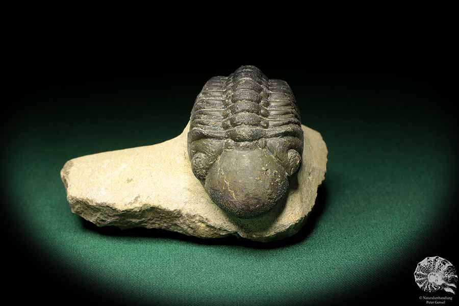 Reedops cephalotes hamlagdadianus (18939) ein Trilobit aus Marokko | Fossilien | Trilobiten