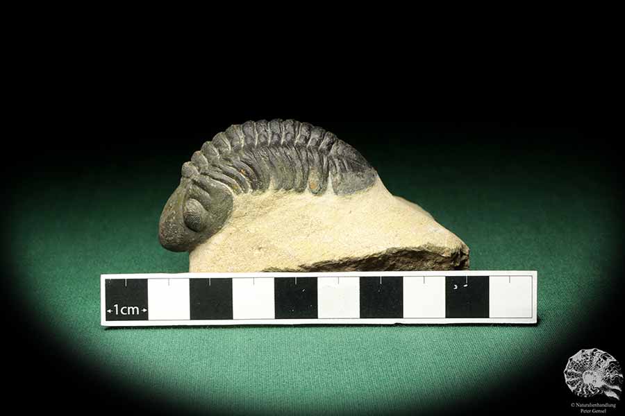 Reedops cephalotes hamlagdadianus (18939) a trilobite from Morocco | Fossils | Trilobites