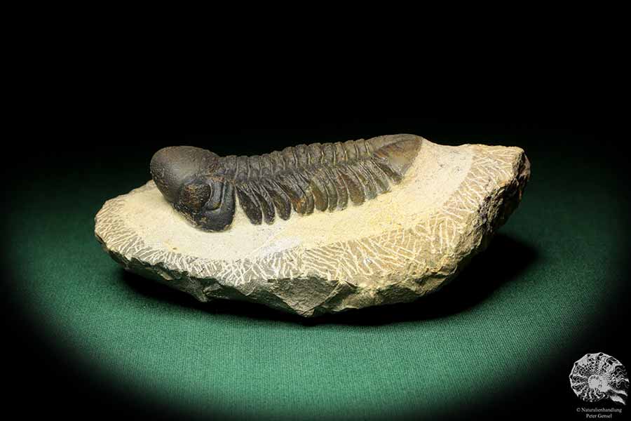 Reedops cephalotes hamlagdadianus (18940) ein Trilobit aus Marokko | Fossilien | Trilobiten