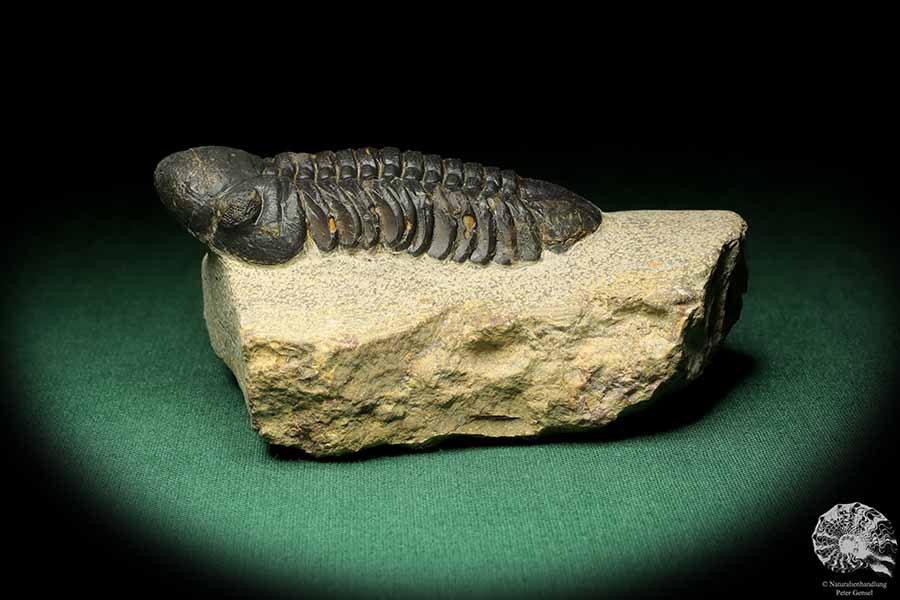 Reedops cephalotes hamlagdadianus (18941) ein Trilobit aus Marokko | Fossilien | Trilobiten