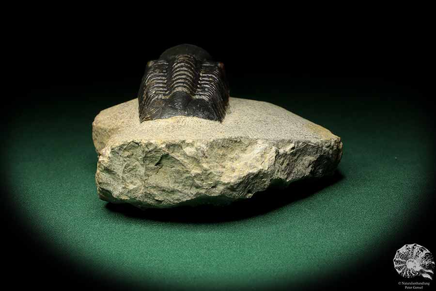 Reedops cephalotes hamlagdadianus (18941) ein Trilobit aus Marokko | Fossilien | Trilobiten