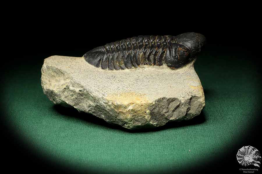 Reedops cephalotes hamlagdadianus (18941) ein Trilobit aus Marokko | Fossilien | Trilobiten