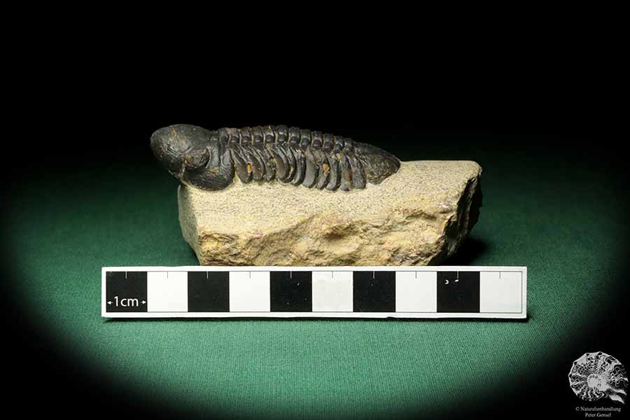 Reedops cephalotes hamlagdadianus (18941) ein Trilobit aus Marokko | Fossilien | Trilobiten