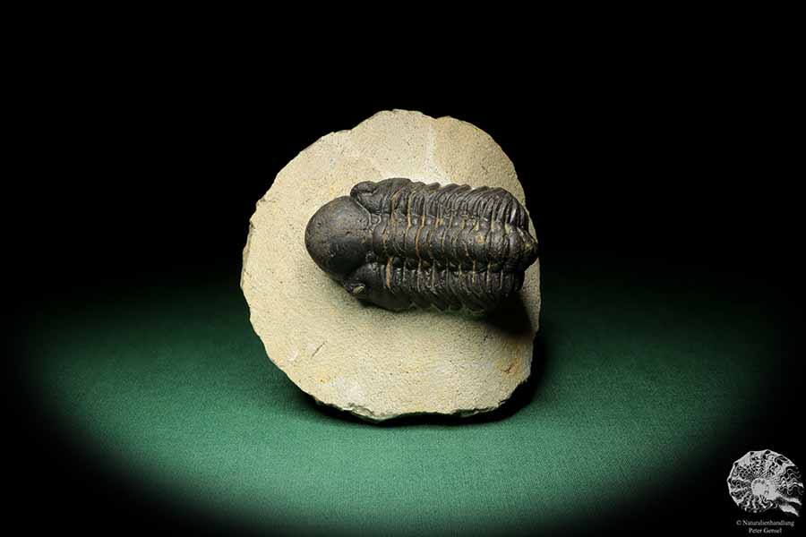 Reedops cephalotes hamlagdadianus (18942) a trilobite from Morocco | Fossils | Trilobites