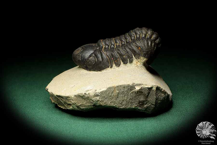 Reedops cephalotes hamlagdadianus (18942) ein Trilobit aus Marokko | Fossilien | Trilobiten