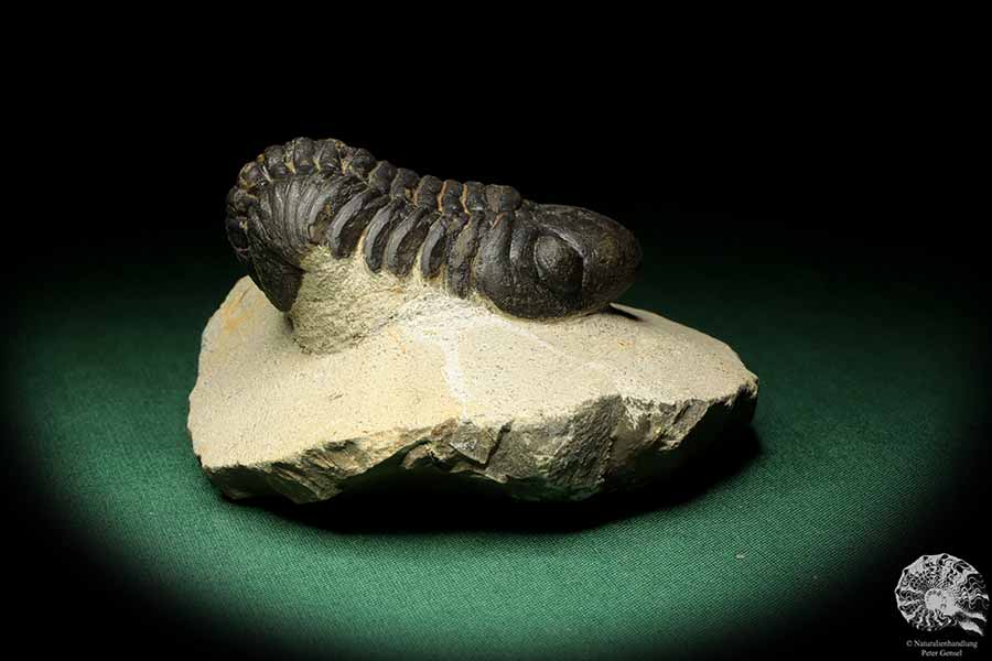 Reedops cephalotes hamlagdadianus (18942) ein Trilobit aus Marokko | Fossilien | Trilobiten