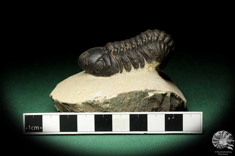 Reedops cephalotes hamlagdadianus (18942) ein Trilobit aus Marokko | Fossilien | Trilobiten