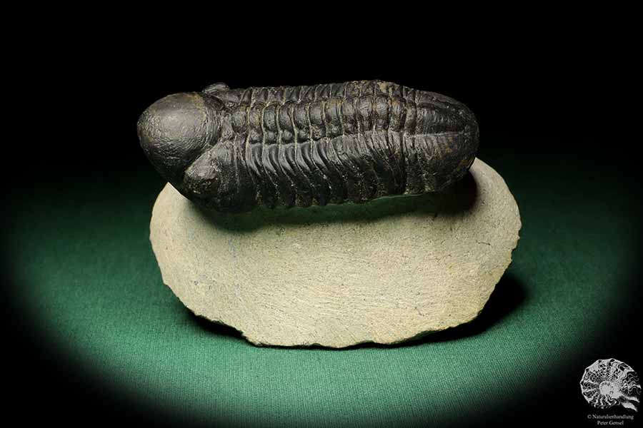 Reedops cephalotes hamlagdadianus (18943) a trilobite from Morocco | Fossils | Trilobites