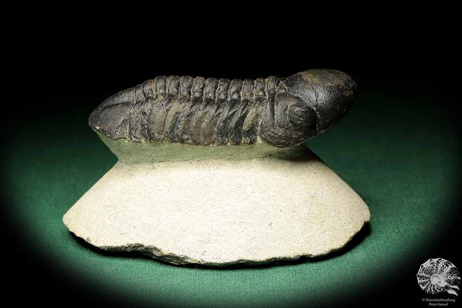 Reedops cephalotes hamlagdadianus (18943) ein Trilobit aus Marokko | Fossilien | Trilobiten