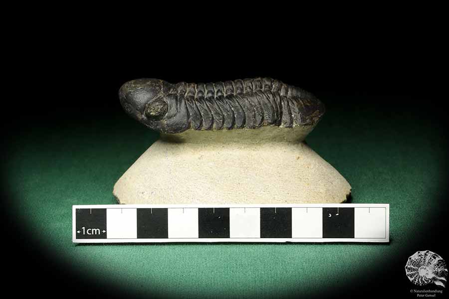 Reedops cephalotes hamlagdadianus (18943) ein Trilobit aus Marokko | Fossilien | Trilobiten