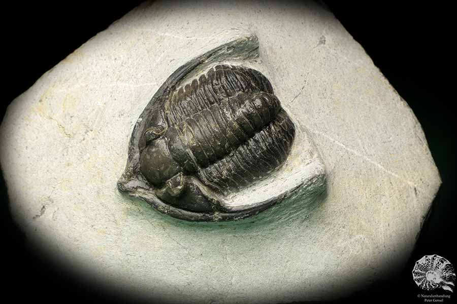 Diademaproetus cf. antatlasius (18944) ein Trilobit aus Südost-Marokko | Fossilien | Trilobiten