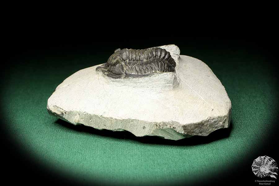 Diademaproetus cf. antatlasius (18944) ein Trilobit aus Südost-Marokko | Fossilien | Trilobiten