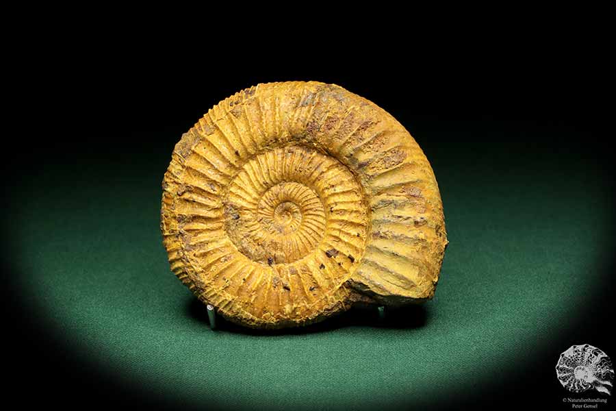 Perisphinctes spec. (18954) a cephalopod from Madagascar | Fossils | Cephalopods