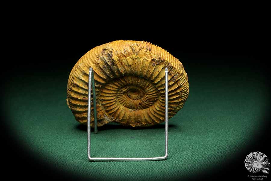 Perisphinctes spec. (18954) a cephalopod from Madagascar | Fossils | Cephalopods