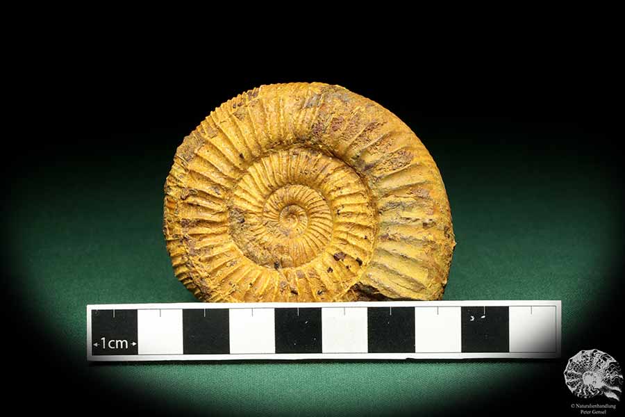 Perisphinctes spec. (18954) ein Kopffüßer aus Madagaskar | Fossilien | Kopffüßer