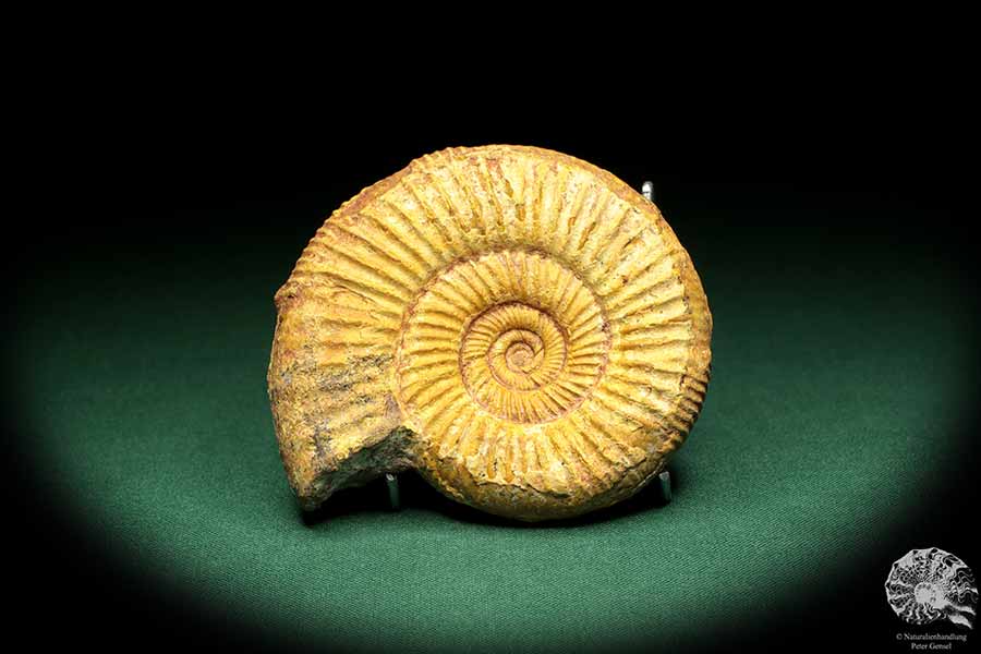 Perisphinctes spec. (18955) a cephalopod from Madagascar | Fossils | Cephalopods