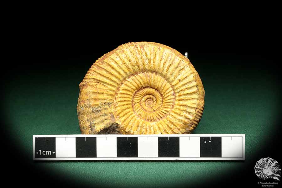 Perisphinctes spec. (18955) a cephalopod from Madagascar | Fossils | Cephalopods