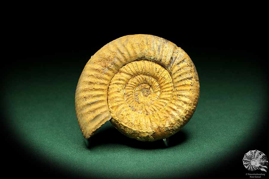 Perisphinctes spec. (18957) a cephalopod from Madagascar | Fossils | Cephalopods