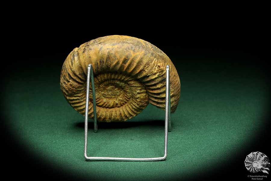 Perisphinctes spec. (18957) ein Kopffüßer aus Madagaskar | Fossilien | Kopffüßer