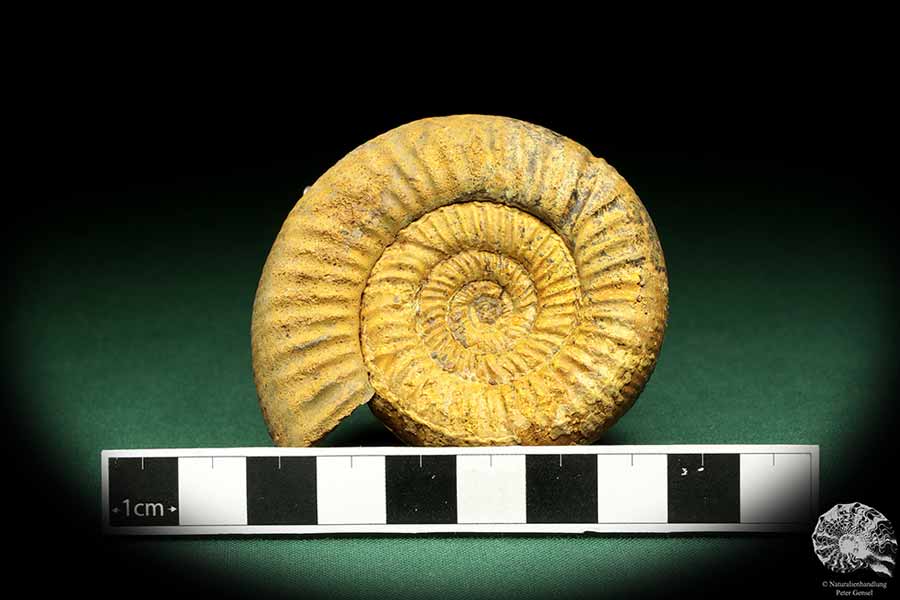 Perisphinctes spec. (18957) a cephalopod from Madagascar | Fossils | Cephalopods