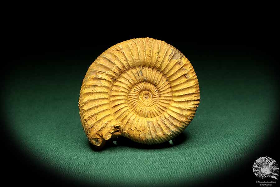 Perisphinctes spec. (18959) a cephalopod from Madagascar | Fossils | Cephalopods