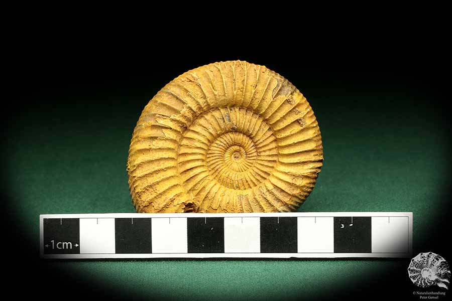 Perisphinctes spec. (18959) ein Kopffüßer aus Madagaskar | Fossilien | Kopffüßer