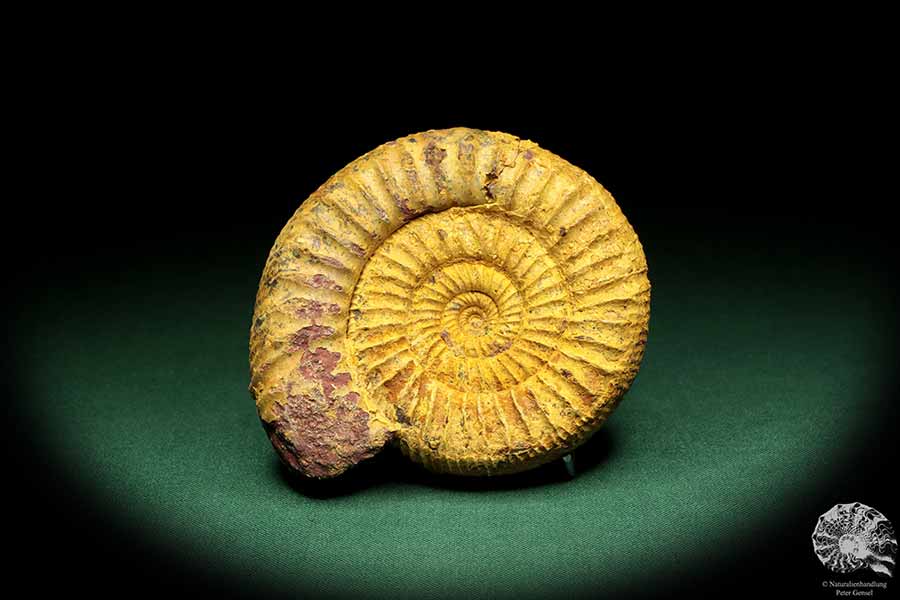 Perisphinctes spec. (18960) a cephalopod from Madagascar | Fossils | Cephalopods