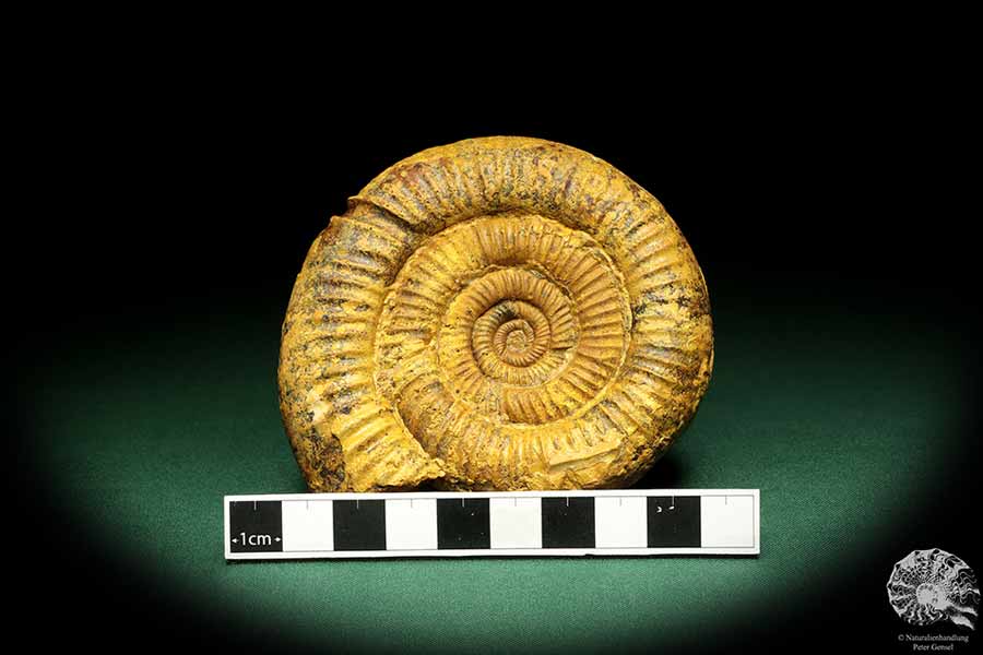 Perisphinctes spec. (18961) a cephalopod from Madagascar | Fossils | Cephalopods